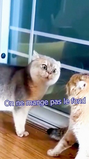 530K views · 11K reactions | Le labrador aquatique, un animal méconnu | Jeremandtheduck | Facebook