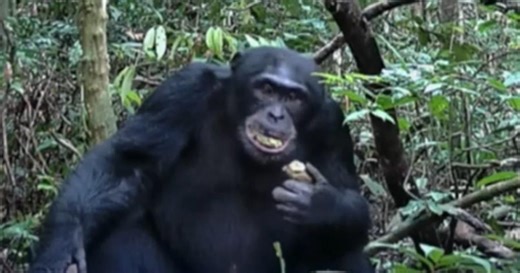 Wild chimpanzees eat fermented fruit equivalent to 2 alcoholic drinks per day, research finds