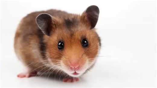 This Is the List of Minor Injuries That Shouldn’t be fatal… But Were