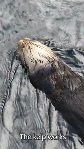 Why Sea Otters Hold Hands 🦦