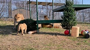 8.6K views · 552 reactions | 女 Merry Christmas from Reggie & Archie!...