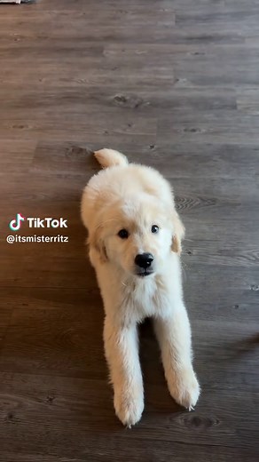 Golden Retriever Puppy Tail Happiness: Why Puppies Wag So Much