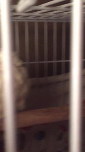 2.1K views · 166 reactions | Was trying to take a cute video of Pichu sleeping and accidentally woke her up. She was not pleased. | Pichu and frens | Facebook