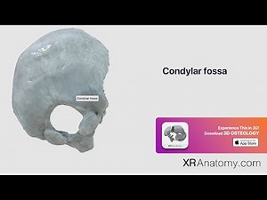 Occipital Bone - Condylar fossa