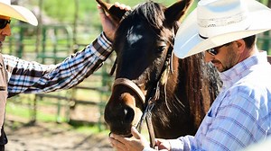 How To Check A Horse Before You Buy One: The Ultimate Guide
