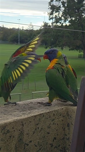 Lorikeets' misunderstanding #birds #lorikeets