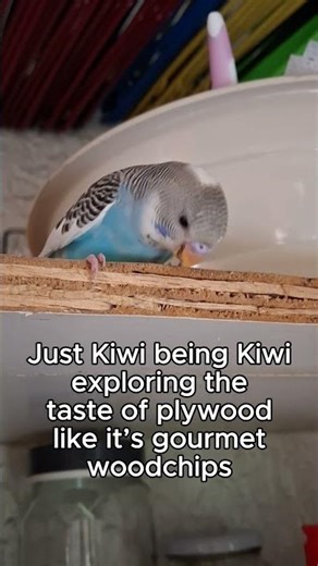 Caught in the Act! 🐦 Budgie Caught Chewing the Plywood Edge 😂