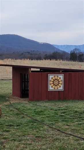 Snack time for the goats and peafowl 😊 #hobbyfarm #homestead #homesteading #easttennessee | Sarah Chitwood