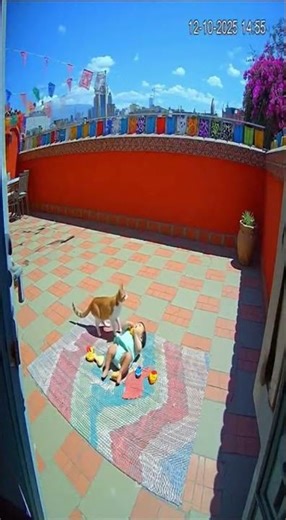 Mexico City Patio Cat vs Hawk Dive 🐱🦅 #shorts #shortsfeed #viral
