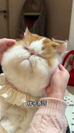 Crazy Creatures Unleashed! 🐾 Meet the Adorable Pet Premiere