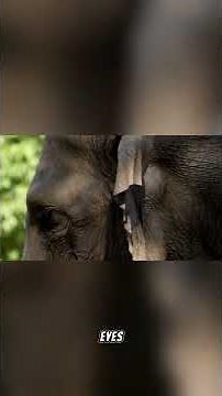 A huge, gentle elephant A human friend And a mom