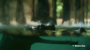 Travel to the tropics of Asia this winter, without leaving the city at the Bronx Zoo’s JungleWorld. Warm up and come face to face with ebony langurs, Malayan tapirs, and a host of tropical birds. | Bronx Zoo