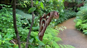 On of the biggest Butterfly in the world