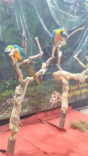 jungle ka kakatua Panchi #shortvideo