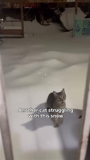 Please consider donating, sharing, or helping us find her a safe landing.