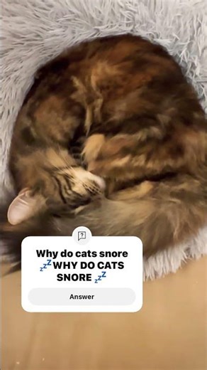 WHY DO CATS SNORE ?😸😸❤️😸😸