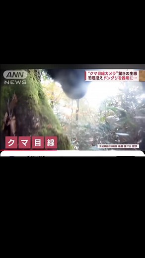 L͟e͟n͟a͟͟ ✡｡:*.ﾟ on Instagram: "『熊たちの目線と #富山県朝日町 の取り組み』と昨今の熊情報 (長いですが読んで下さい🙏) 🎥やっと見つけた！是非見てほしい動画 前半》生態系の頂点であり、生態系のバランスをとっている、あの大きな熊たちが 小さな小さな木の実を探して食べる様子(2021富山県研究)。 後半》"17年間人的被害なし" という #富山県 朝日町の取り組みです #クマ対策 モデル地区 8年をかけて積み上げてこられた富山県 朝日町 の素晴らしい取り組みを是非たくさんの方にみてほしい。 実際、人間が壊し続けてきた彼らの住処、そして日本の国土を蘇らせるためには長い目で取り組まなければいけません。 目先に現れた熊たちを次々に駆除するなど全く解決にはなりえません。 その問題を解決し、お互いにとって最善の方向に向けるためには、 行政と地域住民が協力し合い、"本気で"取り組むこと。どちらか片方だけではなかなか進まない。実際に地域猫活動でも行政と地域が協力して共存共生、見守りを実現しているところが東京の都心部にもあります。 現在日本で、放獣対象の個体や小さな