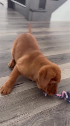 Ruby the Playful Fox Red Labrador Retriever