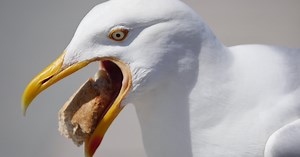 There's a Science-Backed Method for Keeping Seagulls Away From Your Food