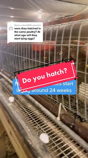 Bobwhite Quail Farming Tips: Egg Production and Hatching Process