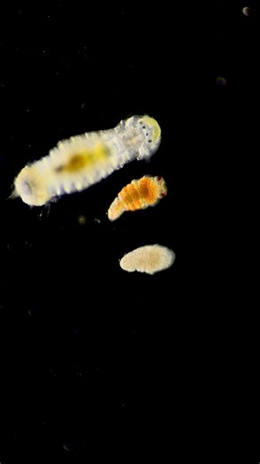 3 different flavours of Polychaeta (bristle worms) in one friendship group! The biggest is from the family Spionidae, the orange one was featured is yesterday’s post, from the family Serpulidae, and the littlest is a mystery to me! #marinebiology #marinebiologyuk #sea #ocean #biology #plankton #microworld #wildlife #nature #microscopy #microorganism #zooplankton #science #norfolkwildlife #microscope #norfolk #northsea #amazingnature #worms #worm #polychaete #bristleworm #animal | The Plankton Pr
