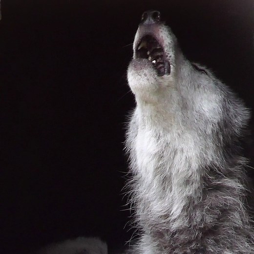 353K views · 65K reactions | Nobody does a full moon better than wolves  | Wolf Conservation Center | Facebook