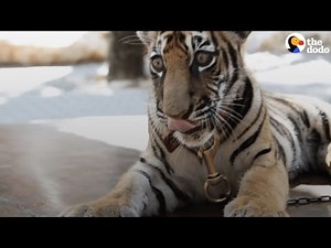 Pet Tigers: The Reality Behind 'Pet' Tigers | The Dodo