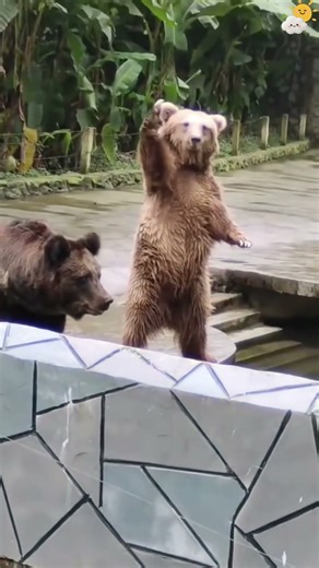 Crazy zoo #z00 #animal #animals #animalsoftiktok #animallover#fun #funny #funnyvideo #funnymoments