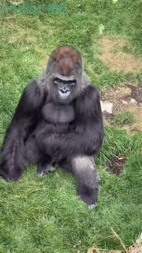 FAMILY NUI We heard primate plushes were the hottest new enrichment trend.