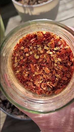 Can You Grow Peppers From Crushed Red Pepper Flakes? (Part 3) #gardening #garden #growyourownfood