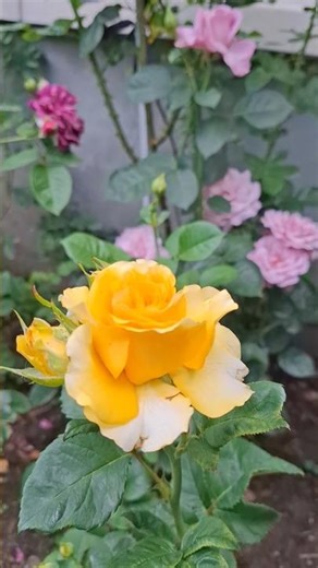 Roses Shell/Шелл & Love Song/Лав Сонг РОСТОВ-НА-ДОНУ ROSTOV-ON-DON