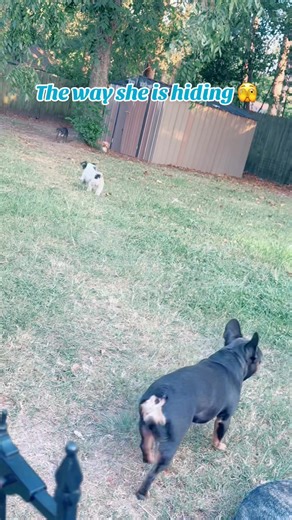 Love how they play tag and hide and seek! Gotta watch til the end 🤣 | Kayla Williams