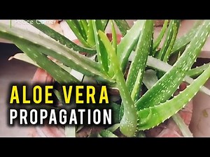How to propagate Aloe Vera plant? (The Easy Way)