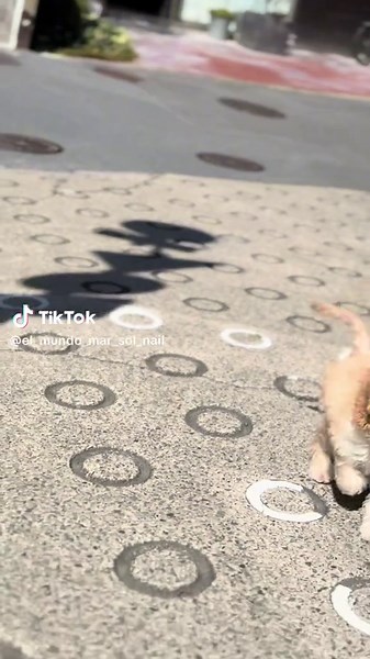 初めてのお散歩のコッカプー