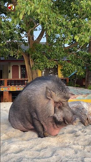 Pig Sounds | PIGS 🐗