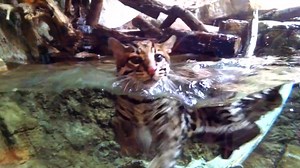 16K views · 649 reactions | Have you seen male ocelot Raif go for a swim inside The RainForest? | Cleveland Zoological Society | Facebook