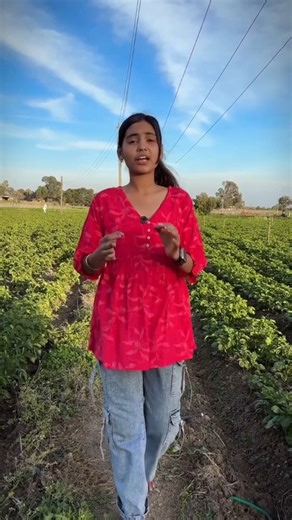 Mahi Pawar | Agriculture & Farming on Instagram: "Aalu ka Pura hisab 🥔 Seed (61 bori × ₹800) = ₹48,800 Jameen taiyari (diesel) = ₹2,000 Basal dose total = ₹34,410 (Neem khali+ Super + DAP + Potash + Combo kit + Bio products) Top dressing (2 baar) = ₹5,000 Spray (insecticide + fungicide + micro) = ₹4,000 👉 Total lagat = ₹94,210 + ₹410 💰 Sale = ₹3,76,000 🔥 Net profit = ₹2,81,380 #explore #foryou #viral #trending #farmlife"