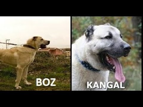 KANGAL VS. BOZ SHEPHERD - TURKISH Lifestock Guardian Dog LGD breeds Turkey protection