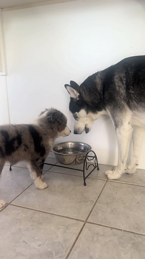 Willow copies everything her big cousin Sadie does 🥹 #miniaussie #puppytiktok #bluemerleaussie #miniaustralianshepherd #fyp