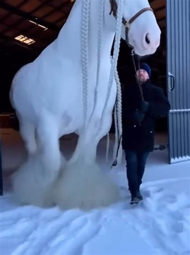 Beautiful Horses and Nature's Wonders