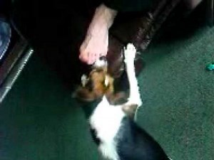 Dog licks owners feet #2