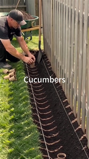 Growing Cucumbers in Your Backyard: A DIY Guide