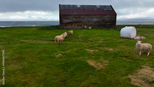 Sheep grazing on a lush green meadow, capturing the tranquil and pastoral beauty of the countryside. Agriculture in Iceland.