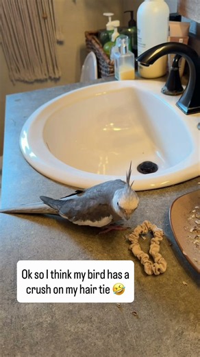 Cockatiel Falls In Love with Hair Tie