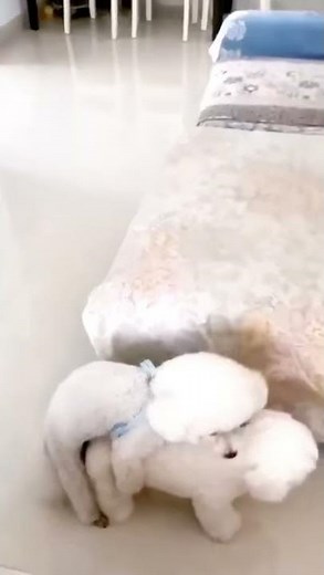 Adorable puppy Couples|Dog mating in love | offloaddogsboner realistic dog mating dolls review