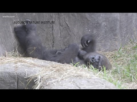 Endangered baby gorilla dies six days after birth at Audubon Zoo