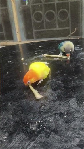 How to prepare nesting material #ytshorts #shorts #lovebird