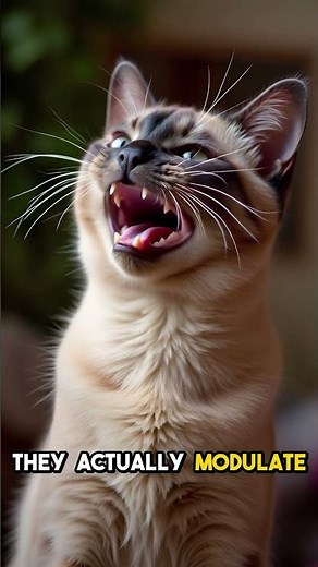 Burmese Cat That Sings Back to Her Owner