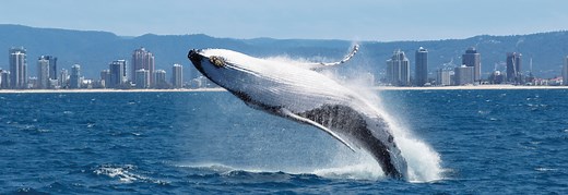 Whale Watching Tours & Cruises | Gold Coast Australia