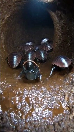 Tiny Pill Bug in Its Burrow 🐛 | Real Micro World Short Video